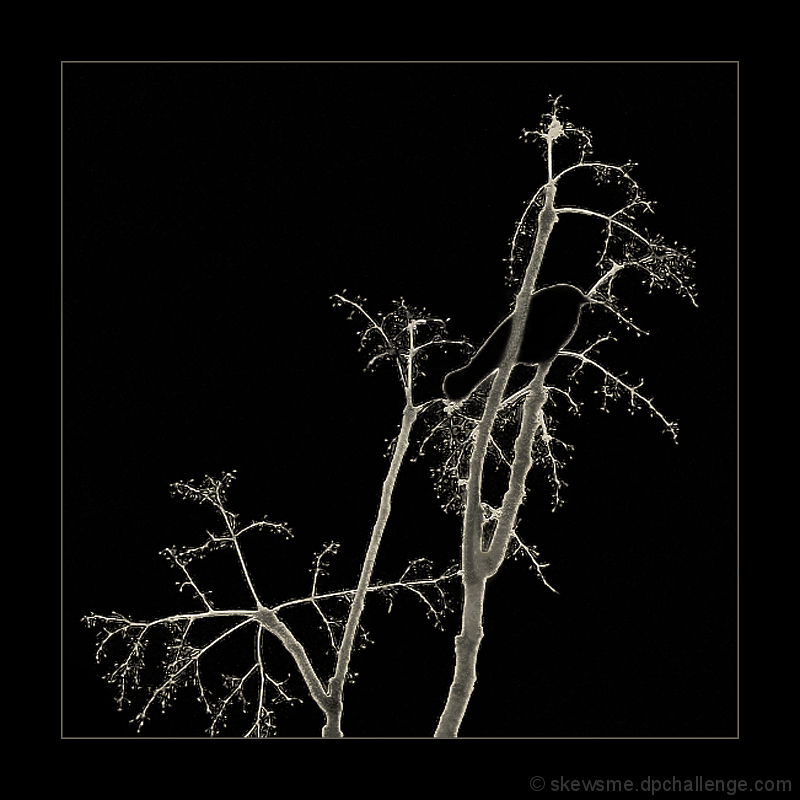singing in the dead of night