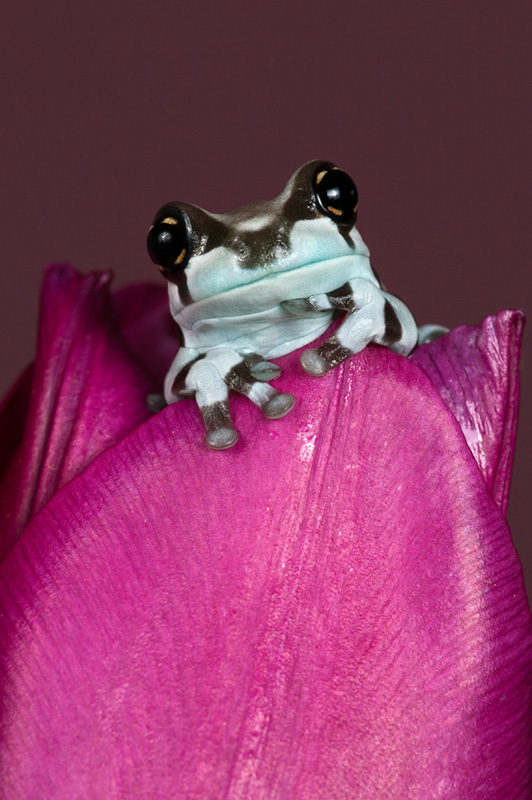 Modern frog