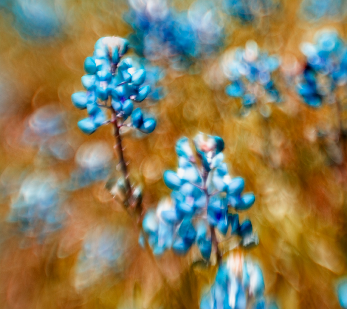 bluebonnet hill