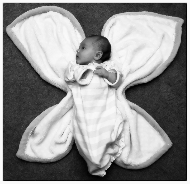 Baby Butterfly