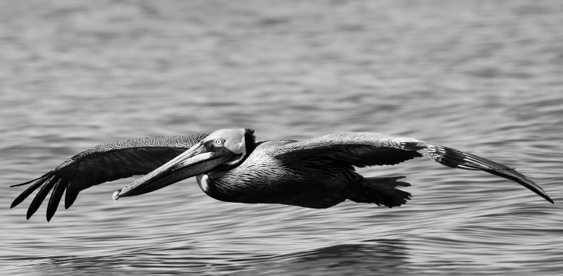 Low Flying Peli-Can
