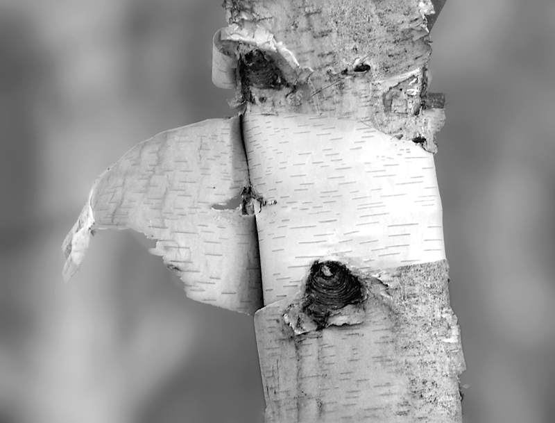 Shedding Birch Bark