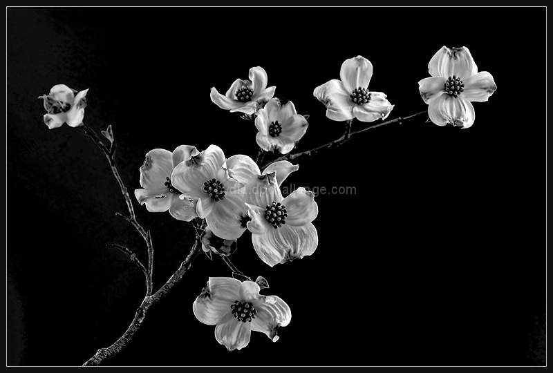 Dogwood