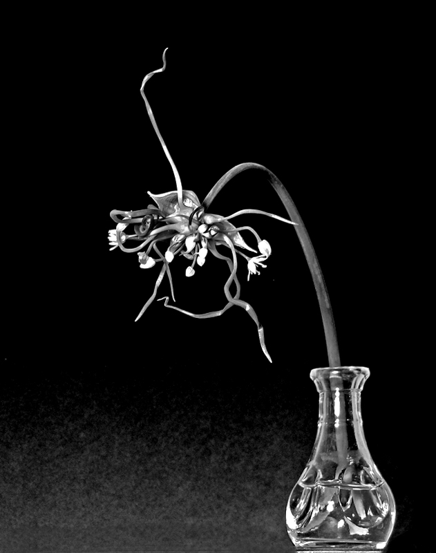 One Scary Lookin' Weed Thingy