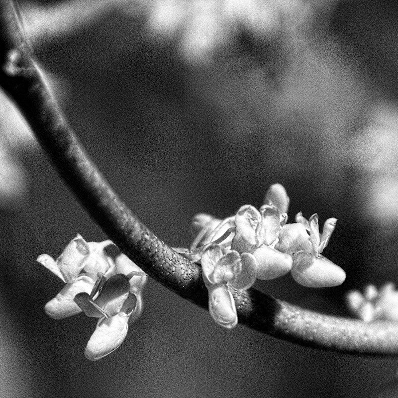 Budding Beauty