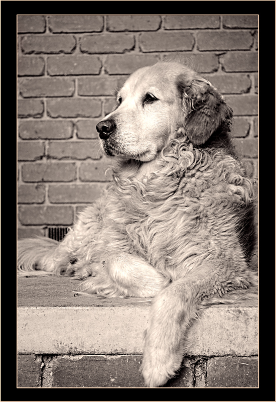 Top dog