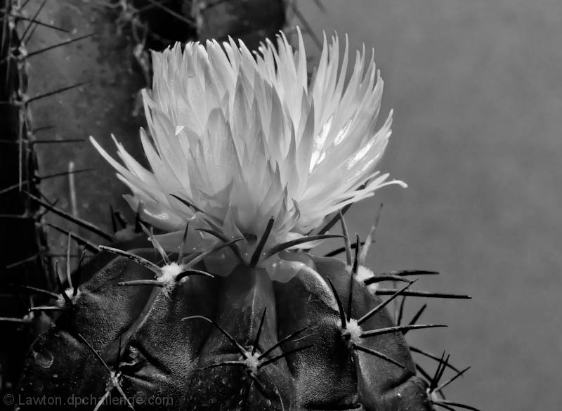 Cactus Flower