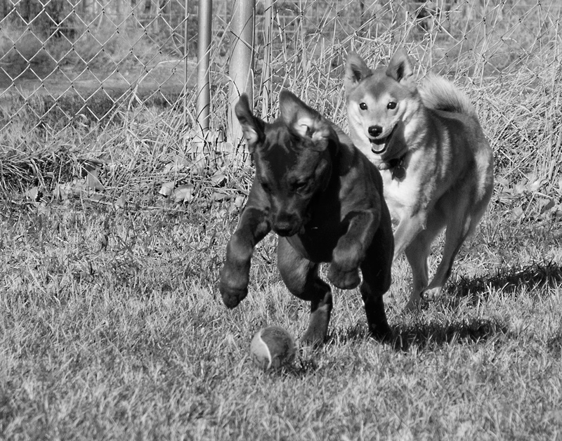 Yin Yang at Play