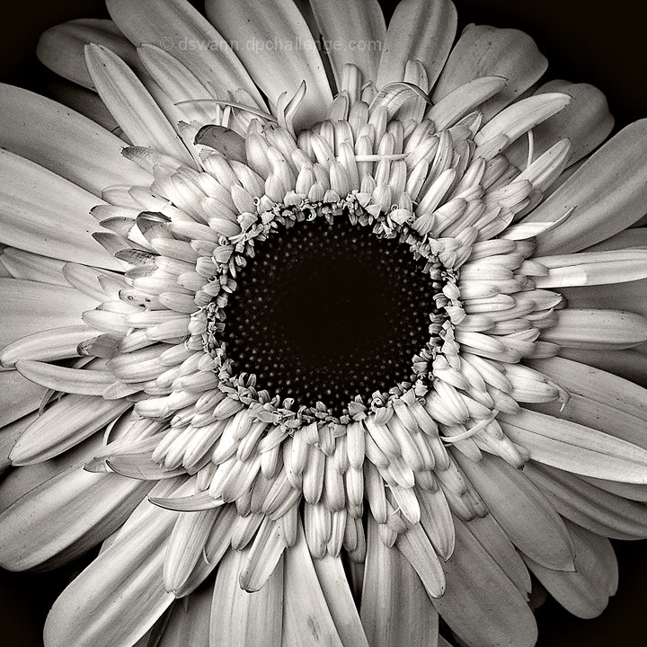 Gerbera