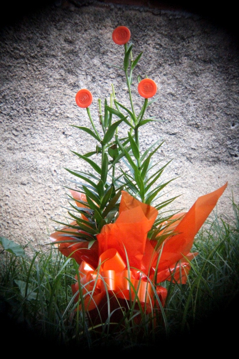 Orange Chip Plant (Holga Lens)