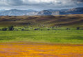 "happy california cows"