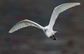 Little Egret in Flight
