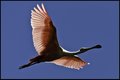 Roseate Spoonbill