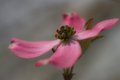 Pink Fancy