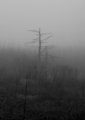 Alone in the mist..