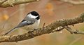 Just a Little Chickadee