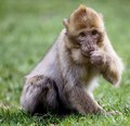 Infant Macaque