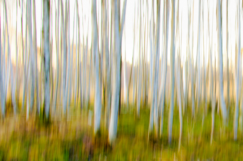 Spring impression