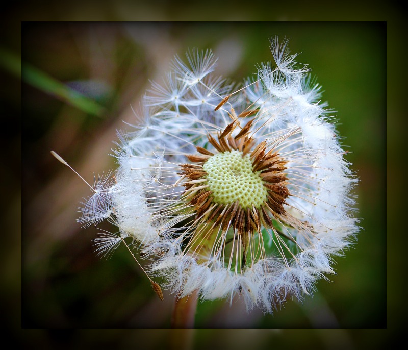 Make A Wish