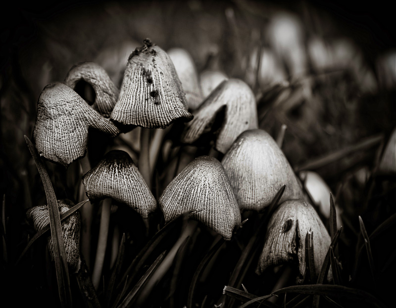 Mushrooms