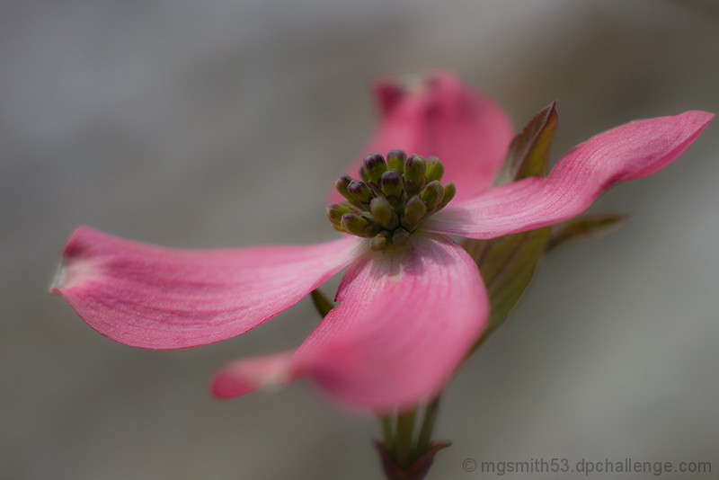 Pink Fancy