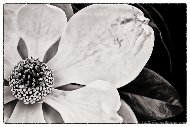 ~ Steel Magnolia ~