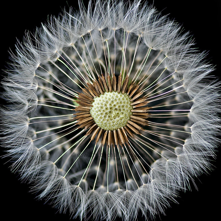 Radial