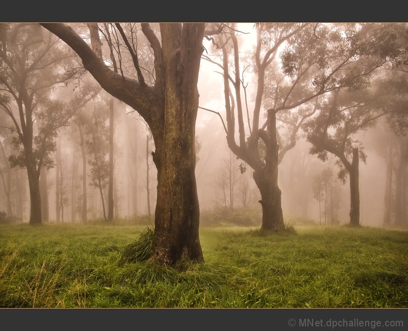 Fog Rising