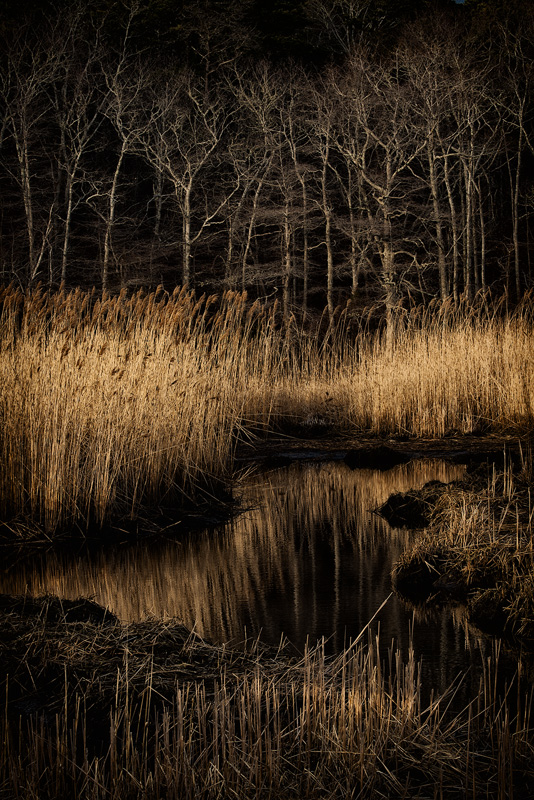 Forest and Foxtails, Evening Light