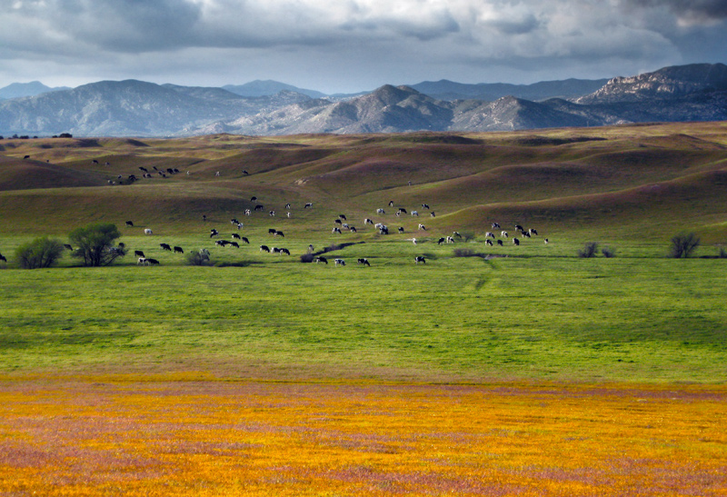 "happy california cows"