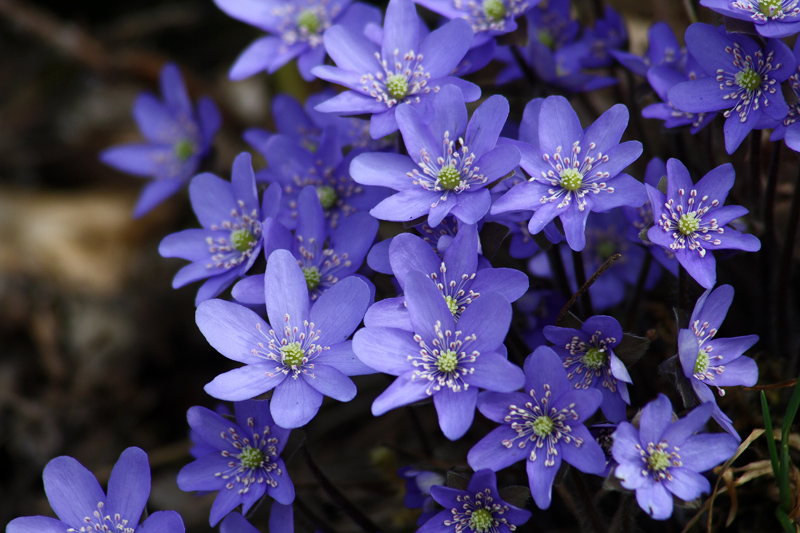 Hepatica