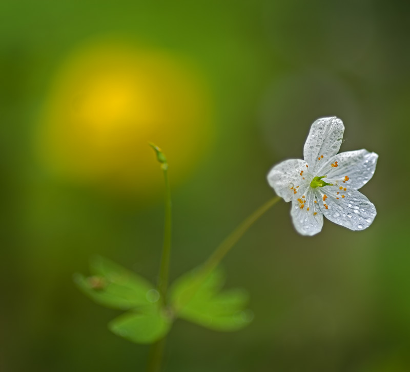 Delicate dance 