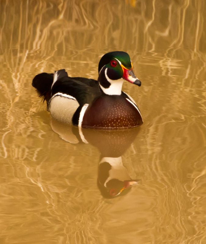 Wood Duck Gliding Through Gold