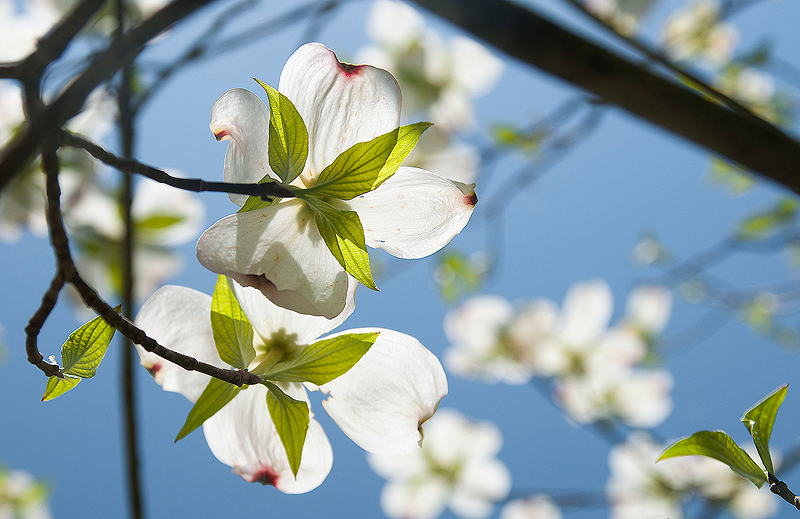 Dogwood Dreams