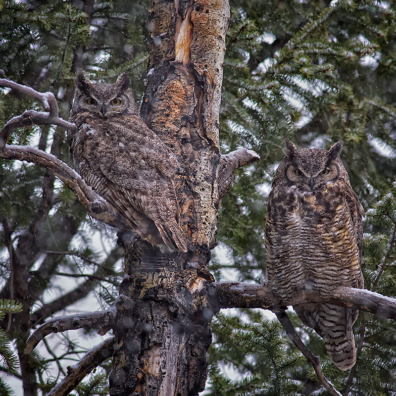 Camouflaged Surveillance in Snowstorm