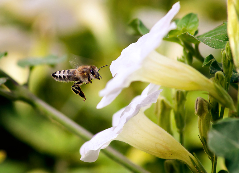 Elegant Landing