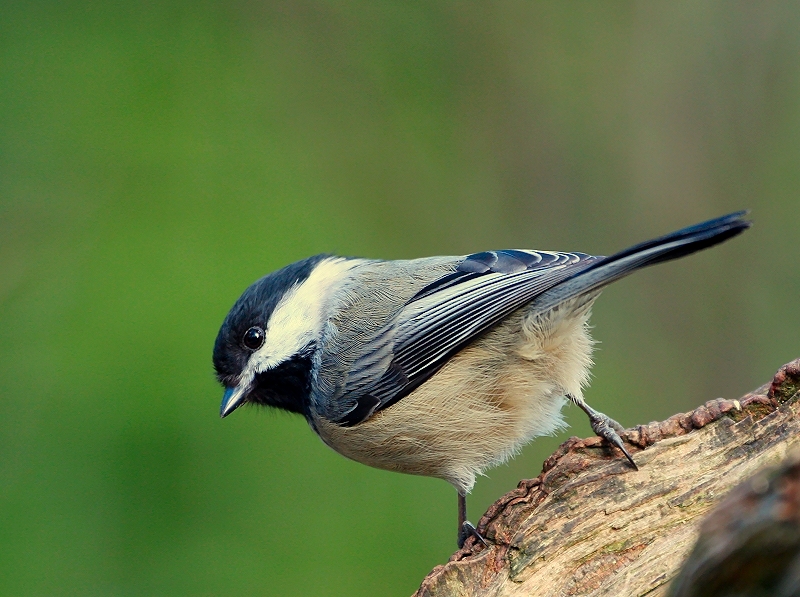 Black Capped Chickadee