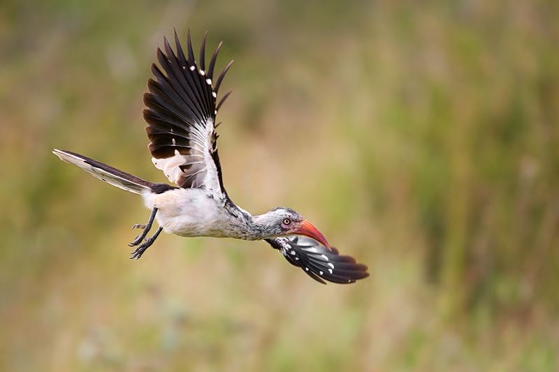 Red-billed Hornbill