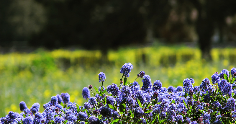 Purple and Mustard