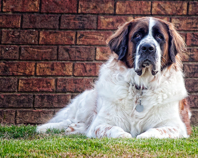 Big Dog