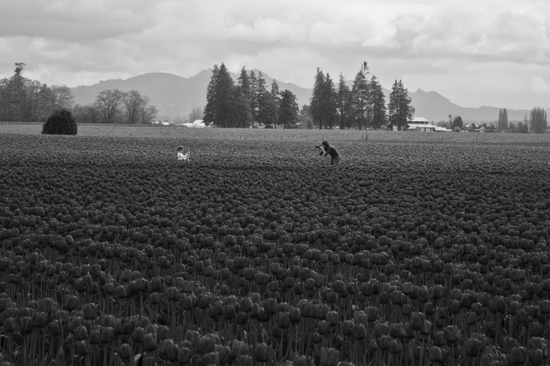 Skagit Valley