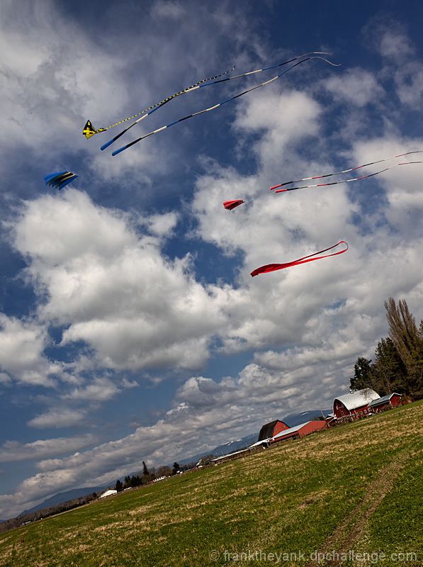 Kites Flying