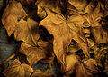 Autumnal residue