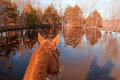 On Golden Pond