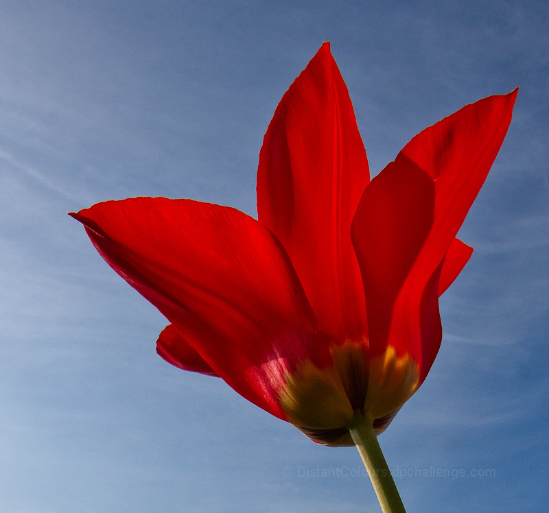 Tulip