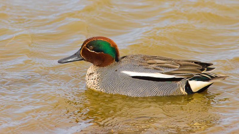 Golden Pond