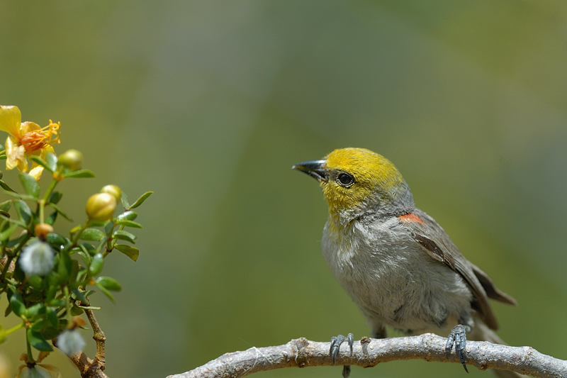 Palm Springs Verdin