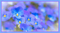 "The Beauteous Pansies Rise...with Tints of Blue that Mock the Skies"