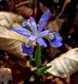 Wild Iris
