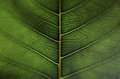 Natural Textures